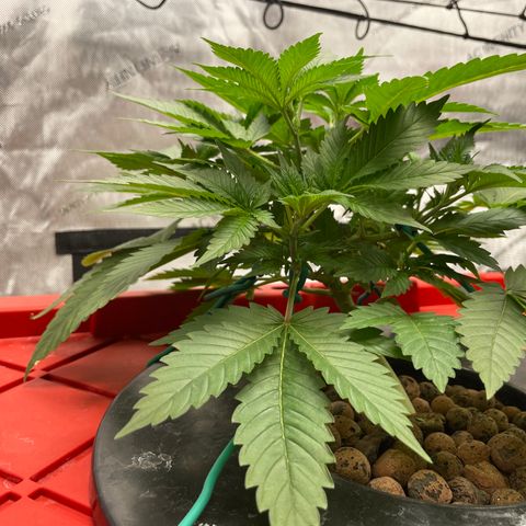 Amnesia Haze A growlog photo: 8:32PM