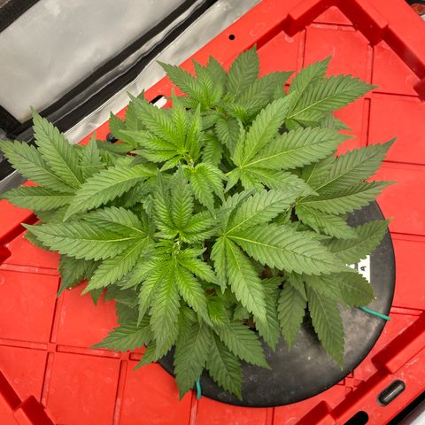 Amnesia Haze A growlog photo: 8:32PM