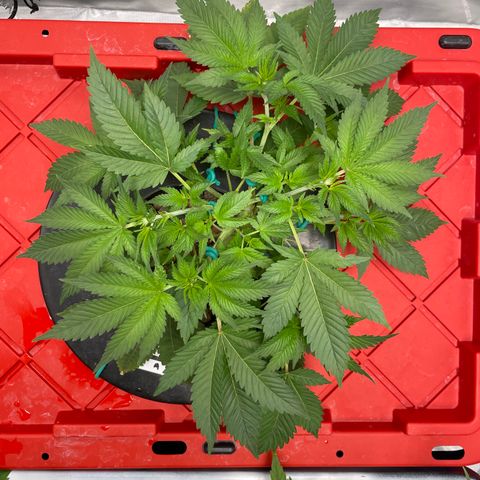 Amnesia Haze A growlog photo: 3:45PM