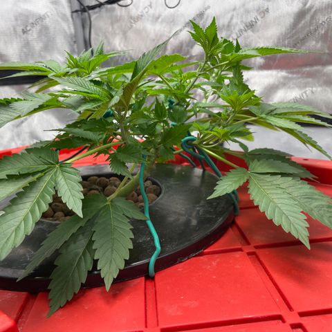 Amnesia Haze A growlog photo: 3:45PM