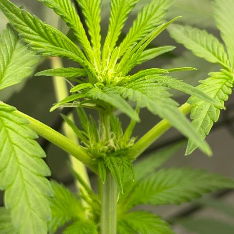 Amnesia Haze A growlog photo: 2:55PM