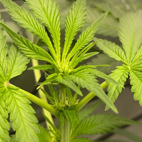 Amnesia Haze A growlog photo: 2:55PM