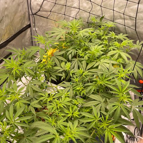 Amnesia Haze A growlog timeline photo