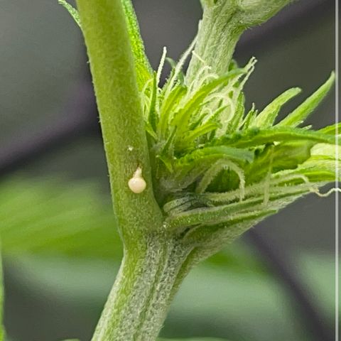 Amnesia Haze A growlog photo: ???