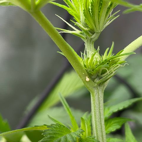 Amnesia Haze A growlog photo: ???
