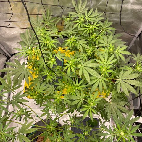 Amnesia Haze A growlog photo: Defol day 21(ish)
