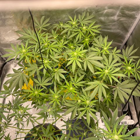 Amnesia Haze A growlog timeline photo