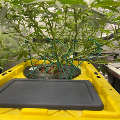 Amnesia Haze A growlog timeline photo