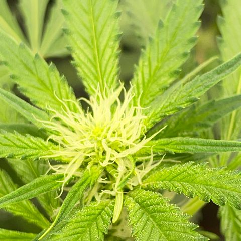 Amnesia Haze A growlog timeline photo
