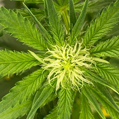 Amnesia Haze A growlog timeline photo