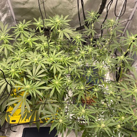Amnesia Haze A growlog timeline photo