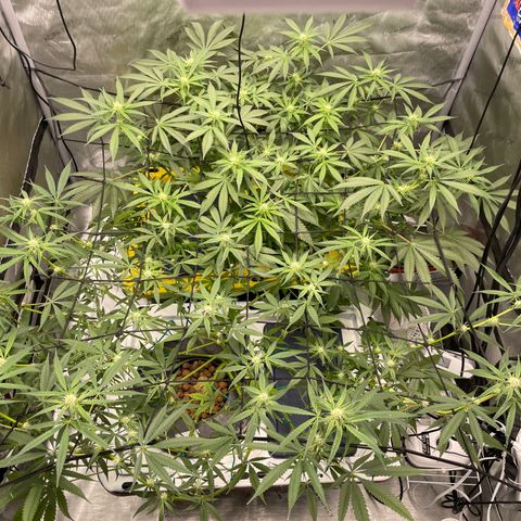Amnesia Haze A growlog timeline photo