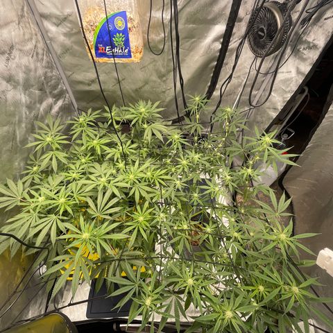 Amnesia Haze A growlog timeline photo
