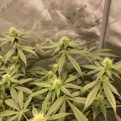 Amnesia Haze A growlog photo: 9:30AM