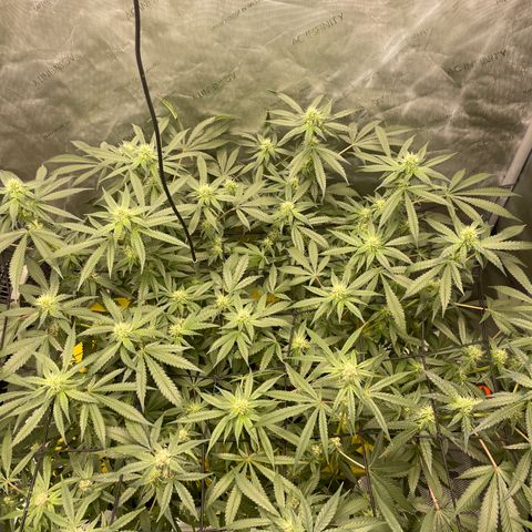 Amnesia Haze A growlog photo: 9:30AM