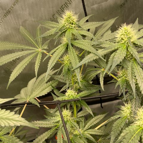 Amnesia Haze A growlog photo: 9:30AM