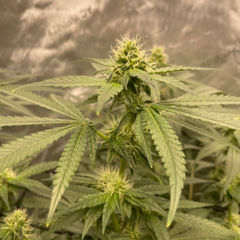 Amnesia Haze A growlog photo: 9:30AM