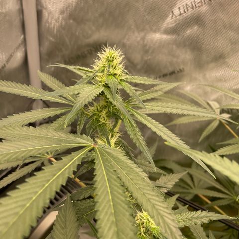 Amnesia Haze A growlog photo: 9:30AM