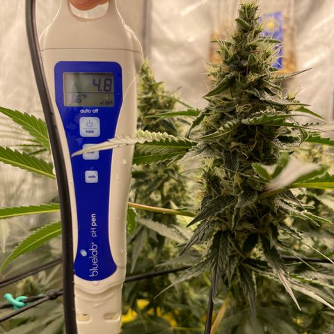 Amnesia Haze A growlog timeline photo