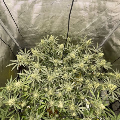 Amnesia Haze A growlog photo: 10:00AM