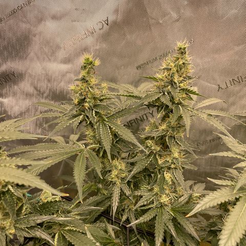 Amnesia Haze A growlog photo: 10:00AM