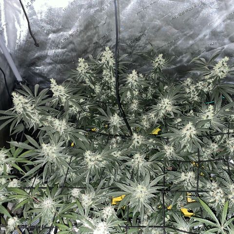 Amnesia Haze A growlog photo: 9:00PM