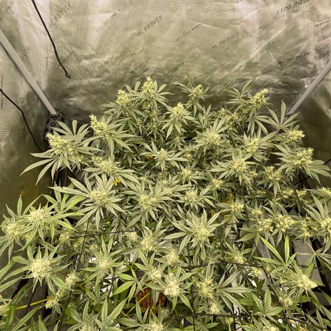 Amnesia Haze A growlog timeline photo