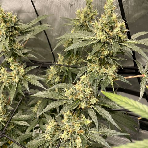 Amnesia Haze A growlog timeline photo