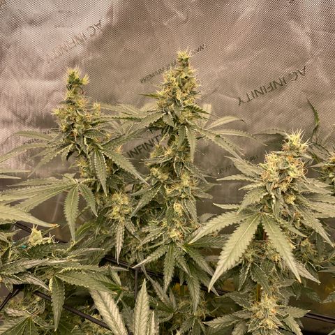 Amnesia Haze A growlog timeline photo