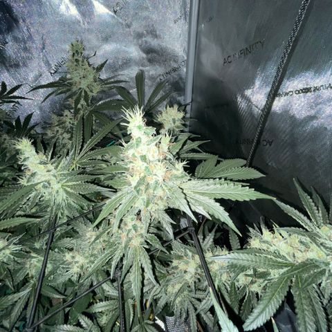 Amnesia Haze A growlog timeline photo