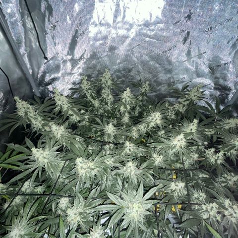 Amnesia Haze A growlog timeline photo