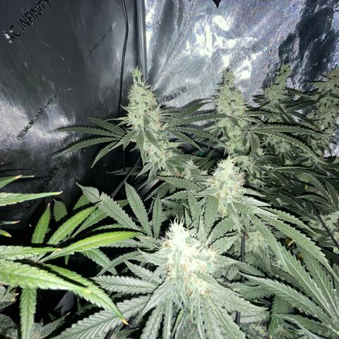 Amnesia Haze A growlog timeline photo