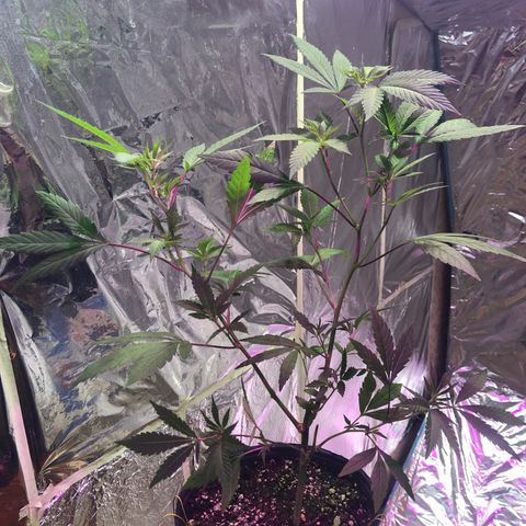 Nebula X 🍁 growlog timeline photo