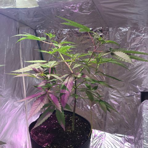 Nebula X 🍁 growlog timeline photo