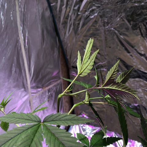 Nebula X 🍁 growlog timeline photo