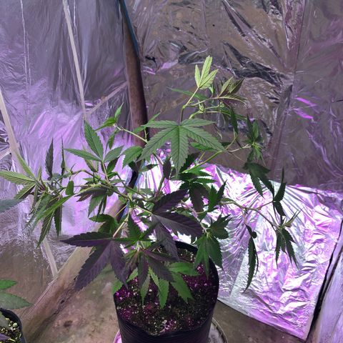 Nebula X 🍁 growlog timeline photo