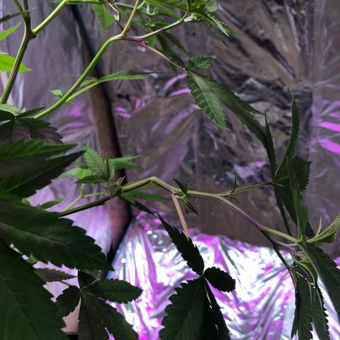 Nebula X 🍁 growlog timeline photo
