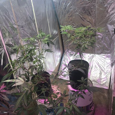 Nebula X 🍁 growlog timeline photo