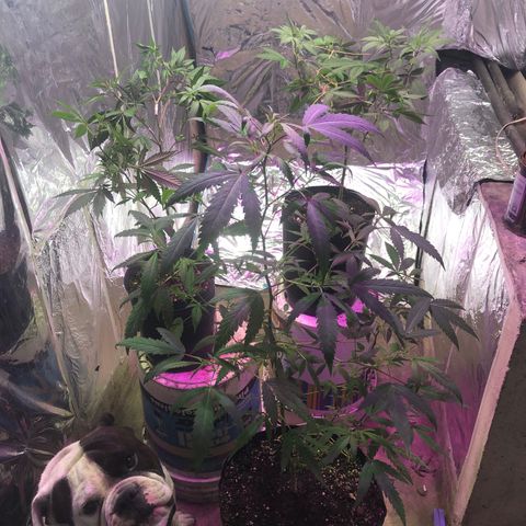 Nebula X 🍁 growlog timeline photo