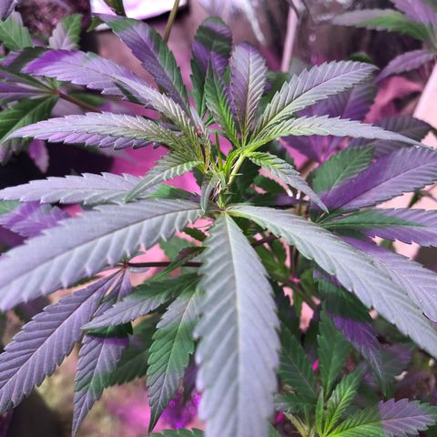 Nebula X 🍁 growlog timeline photo