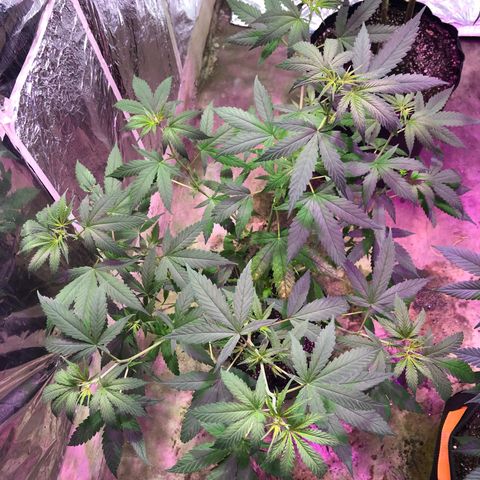 Nebula X 🍁 growlog timeline photo