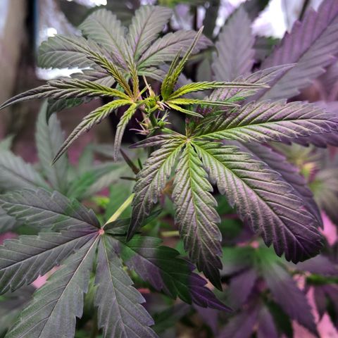 Nebula X 🍁 growlog timeline photo