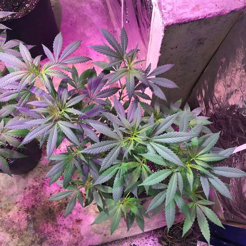 Nebula X 🍁 growlog timeline photo