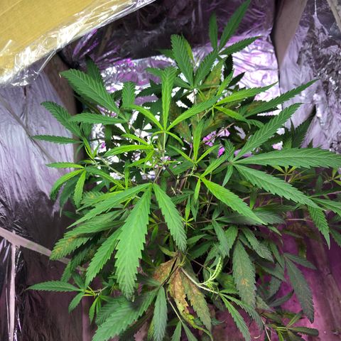Nebula X 🍁 growlog timeline photo