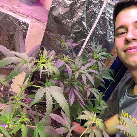 Nebula X 🍁 growlog timeline photo
