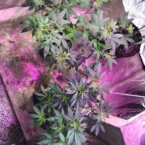 Nebula X 🍁 growlog timeline photo