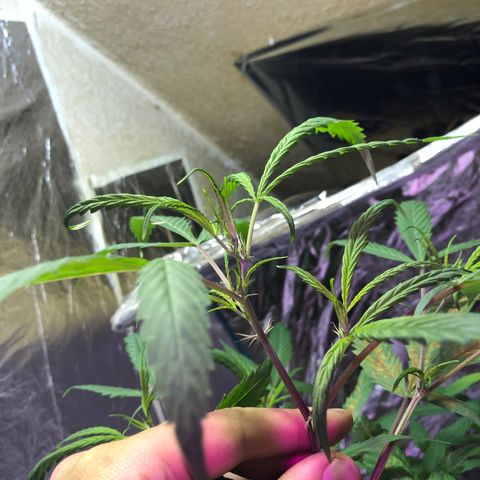 Nebula X 🍁 growlog timeline photo