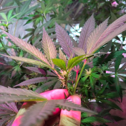 Nebula X 🍁 growlog timeline photo
