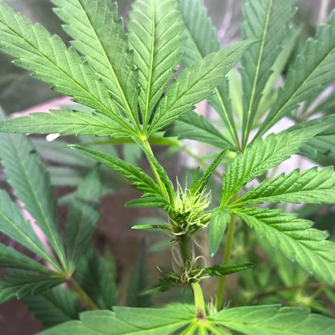 Nebula X 🍁 growlog timeline photo