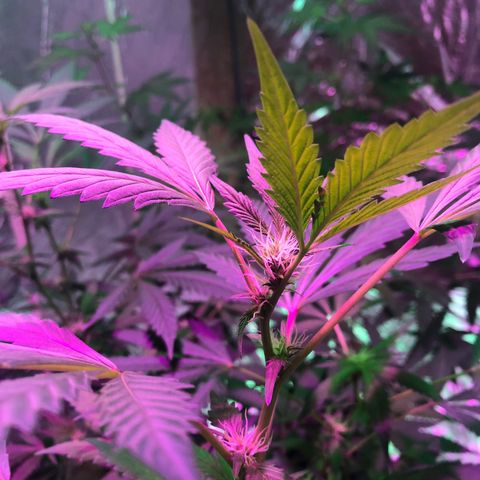 Nebula X 🍁 growlog timeline photo